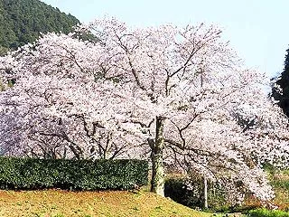 桜の木の下には？