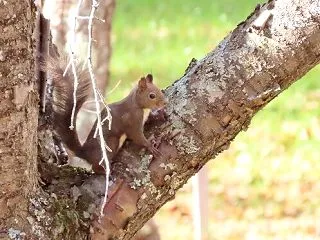 エゾリス