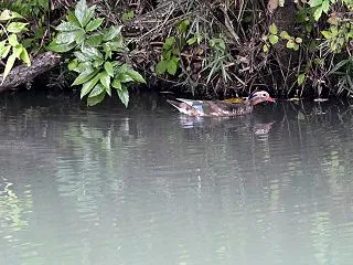 公園のオシドリ、キビタキ