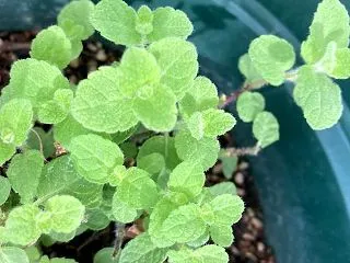 ベランダではアップルミントも少し元気にな…
