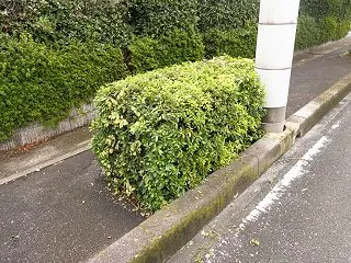 秋の花。。。庭の様子。。。