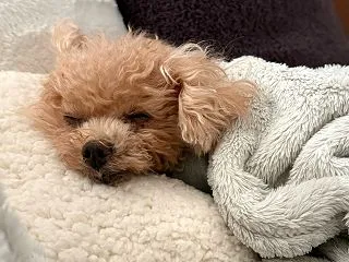 おはよー