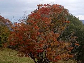 【2026池田町紅葉情報】 大峰高原 七…