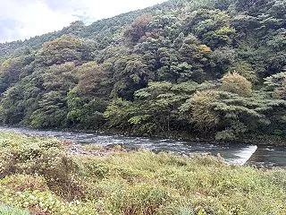 久しぶりのフライフィッシング＠箱根早川
