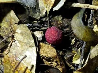 植物観察と新しい車の実力