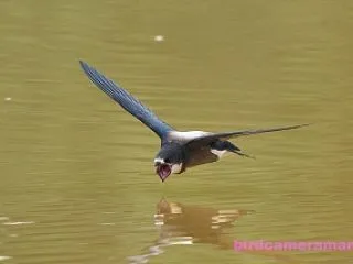 タンチョウ 2026年10月25日