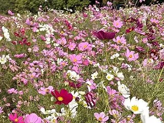 庄内緑地のコスモス（名古屋市西区）