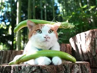 緑長茄子