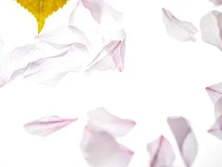 きょうだいの相続トラブル