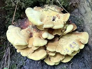 スープの森３