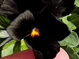 ビアノール、キターーーー❣️