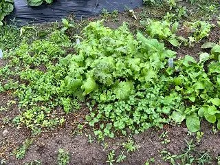 10月下旬 直蒔きハーブ・辛子菜類のその…