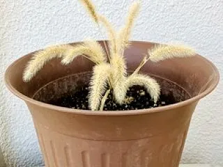 猫じゃらしが〓️