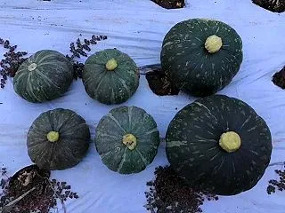 抑制栽培カボチャの収穫！