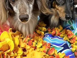 ルルアちゃん49日目 & ふら踊…