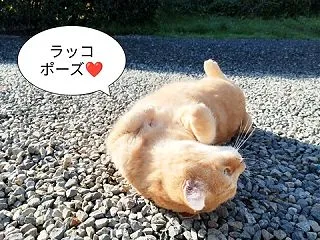 先着50名様