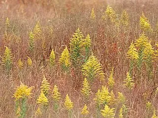 ダム湖で秋の風景：セイタカ泡立ち草と鳥た…
