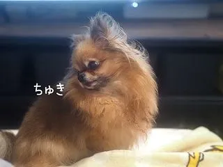 相棒と一緒に寝る子達