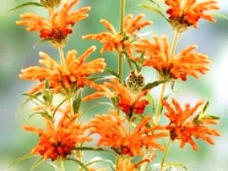 今日という日は！10月25日！誕生花と花…