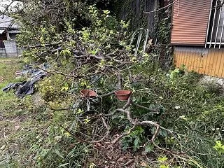 スモモの剪定その１