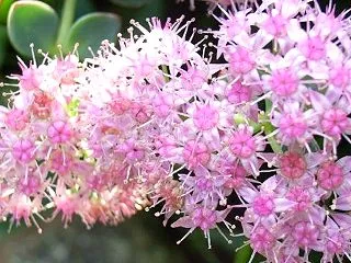 【誕生花】10月25日 ミセバヤの花言葉