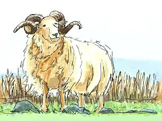 羊のイラストを練習。
