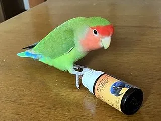 楓羽は自分のことでビジーです