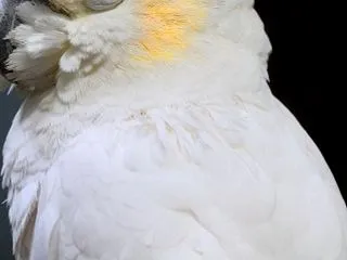 できるだけ真似る