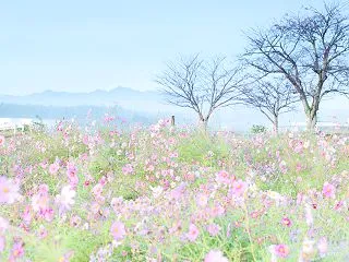 2025年のコスモス No.4 朝霧の西…