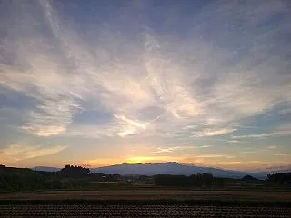 蒔きなおした大根が成長中w