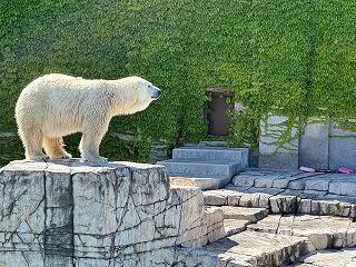 【中学生以下無料】札幌・円山動物園｜大人…