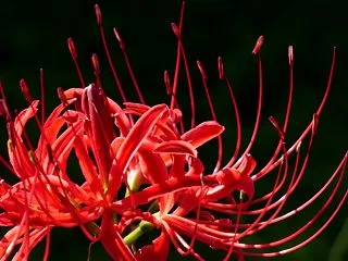 今季最期の彼岸花