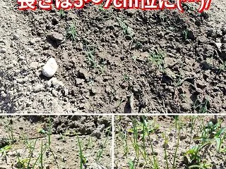 種播きから3週間経過☆育苗中の玉ねぎ(^…