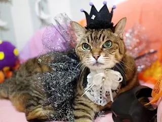 セリアの子供用玩具で遊ぶ猫達