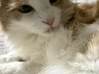 毛繕いの仕方は猫によって異なります