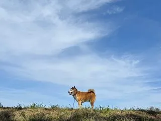 夢の中で癒された