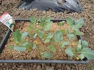 キャベツ苗植え付け＆ピーマン収穫☆葉山農…