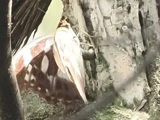 メスグロヒョウモン（その2）