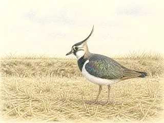 タゲリとは？猫のような鳴き声・生息地・ケ…