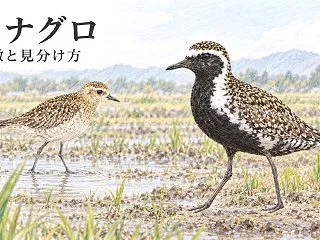 ムナグロとは？冬羽・夏羽の特徴とダイゼン…