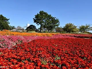 秋晴れとジニア（百日草）