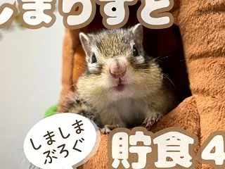しまりすと貯食４