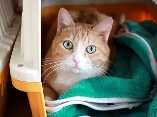 毛布を整える猫。