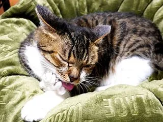 ホントはぼくも気になってたけど