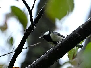 パタパタエゾビタキ