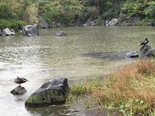 雨の池と二羽の野鳥