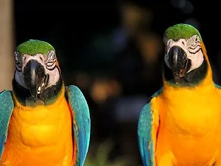 【フィーバー】アクア・トトぎふで「ヘチマ…