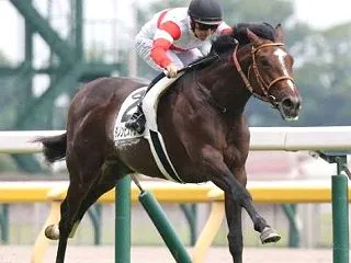 【菊花賞 2026】データ予想最終版、枠…
