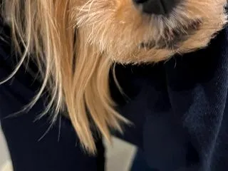 花火