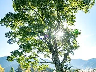 木漏れ日